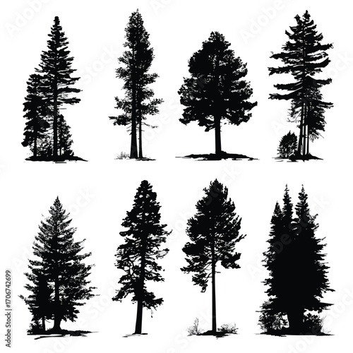 Collection of douglas fir tree silhouettes isolated on white background