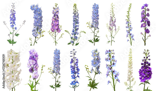 Collection bouquet delphinium flower isolated on white background. Flat lay, top view. Floral pattern, object. Nature concept