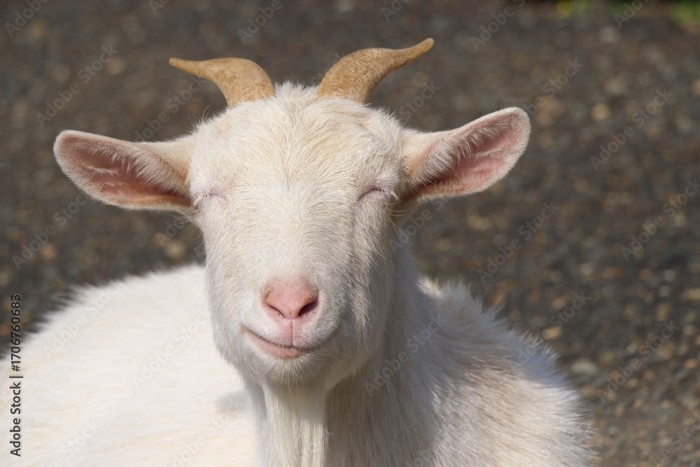 Fototapeta premium 幸せそうな山羊