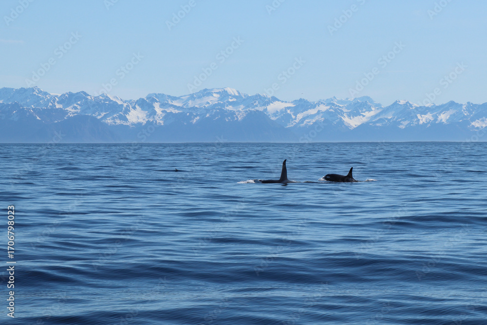 Fototapeta premium Orca Whales in Resurrection Bay