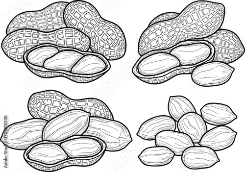 Detailed hand drawn sketch of peanuts in shell and shelled varieties on white background