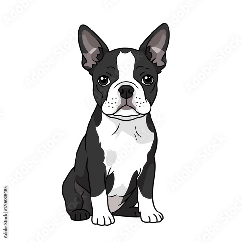 A cute black and white Boston Terrier dog vector illustration sitting on a plain background looking directly at the viewer with big eyes and adorable facial expression. The dog