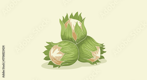 A close up view of three unripe hazelnuts still in their green husks on a plain background.