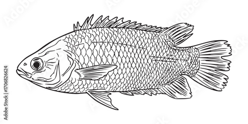Bangladeshi Koi fish vector illustration in white background.