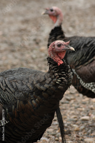 Closeup of wild turkey, meleagris gallopavo, a large ground bird in Northern New Mexico, USA.