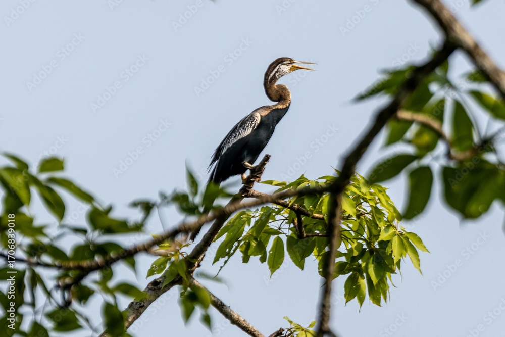 Obraz premium Heron (1)