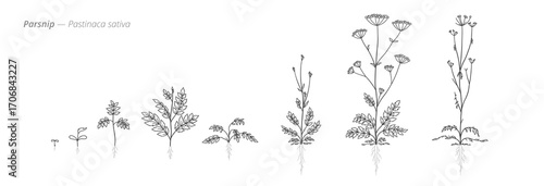 Growth stages of parsnip plant from seed to harvest. Botanical monochrome black and white hand drawn vector Illustration
