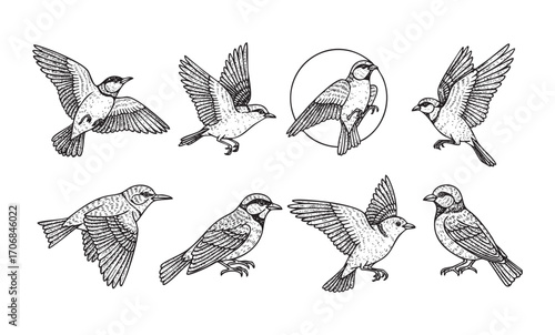 set of flying bird hand drawn vector 