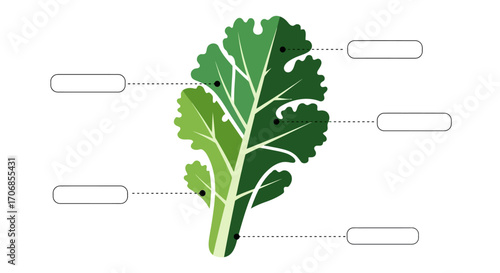 Illustration of a green kale leaf on a clean white background, highlighting its detailed veins and edges, symbolizing National Kale Day with a fresh and healthy vibe.
