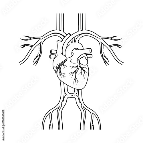 Anatomical line drawing of a human heart with major blood vessels and arteries.