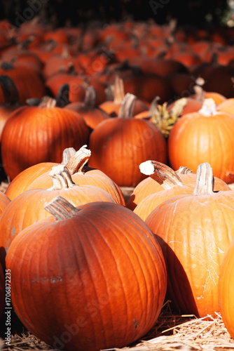 several pumpkins in a pumpkin field for the picking