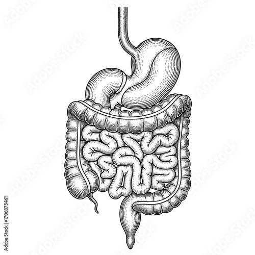 Handdrawn anatomical illustration of the human digestive tract in a vintage engraving style.