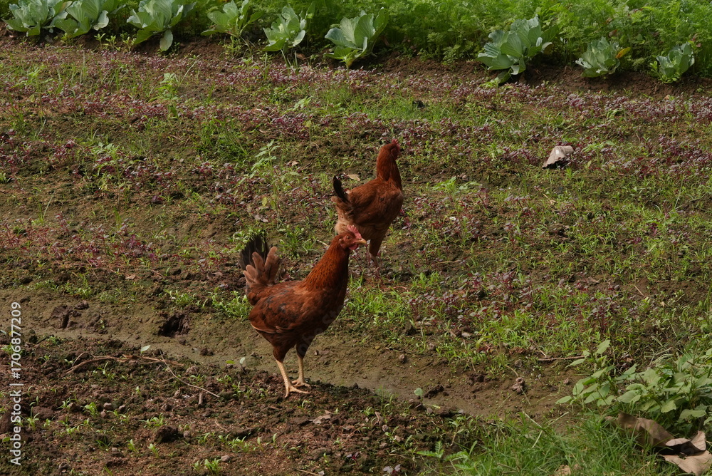 Fototapeta premium free range chicken