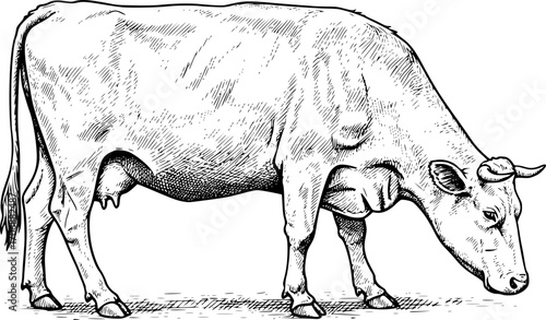 Cow grazing sketch engraving black and white outline. Scratch board imitation. illustrated in vintage line art style on a white background.
