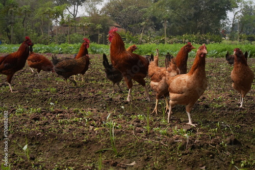 free range chicken