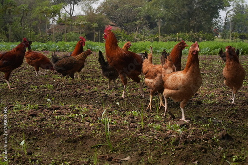 free range chicken