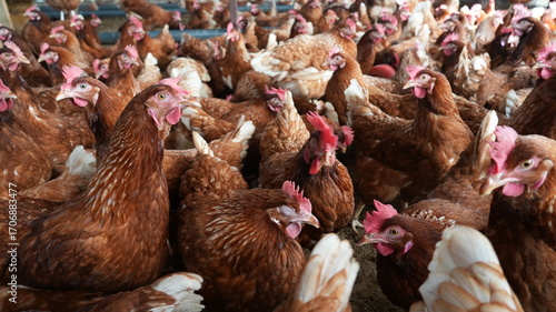 chicken farm poultry