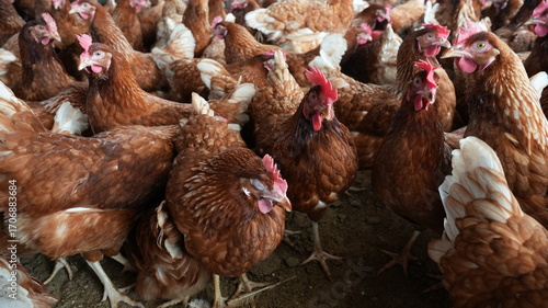 free range chicken