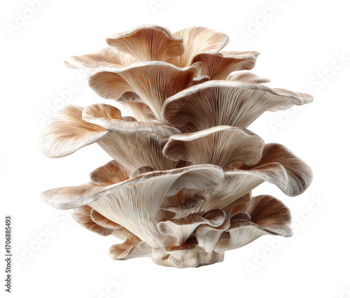 Close-up of clustered edible mushrooms