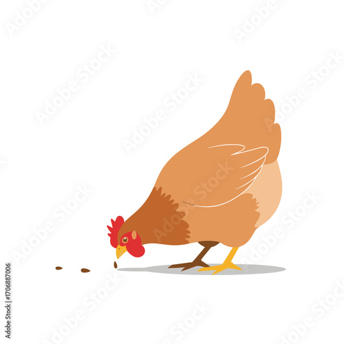 Brown hen pecking at small seeds on a white background illustrating farm animal behavior and foraging habits
