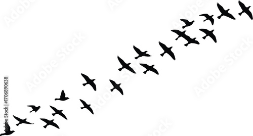 Flying bird silhouette, flock of birds, migrating birds, bird formation, flying birds vector, nature wildlife, bird migration, bird flying clipart, bird shape, flying bird icon