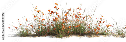 Isolated vibrant floral cluster with radiant orange petals and verdant foliage against a clean