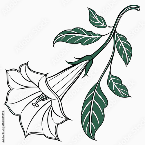 datura inoxia on white background 