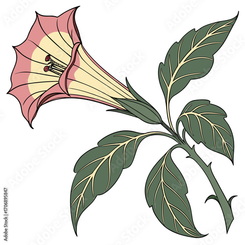 datura inoxia on white background 