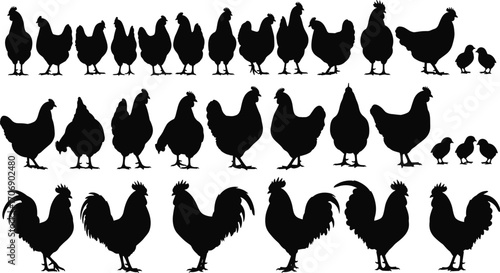 Silhouettes of chickens, roosters, hens, and chicks in various poses isolated on white background, poultry farm, farm animals collection