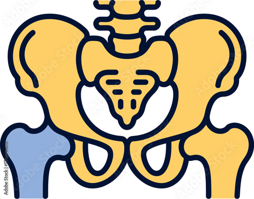 Stylized illustration of the human pelvis and hip joint anatomy