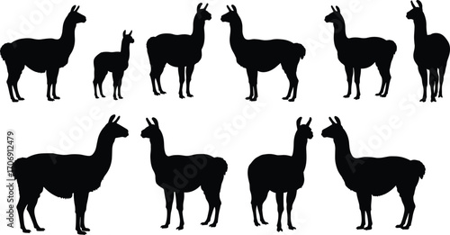 Silhouettes of llamas standing in pairs and groups on white background, farm animals, South American wildlife, livestock, black animal shapes