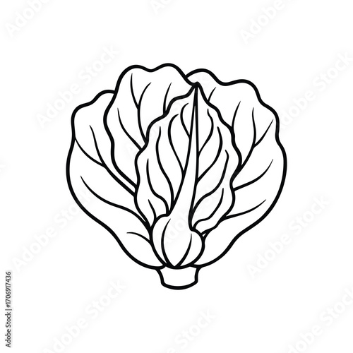 pak choi outline vector illustration line art
