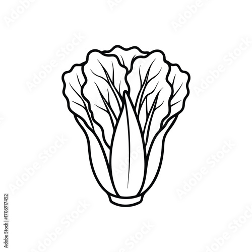 pak choi outline vector illustration line art