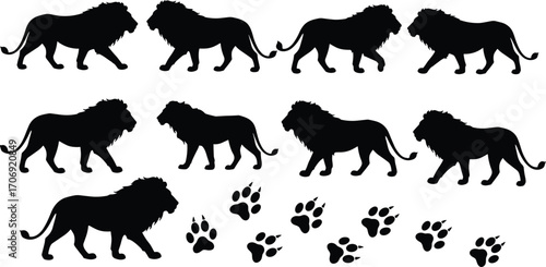 Wall Mural Silhouettes of walking lions with lion paw prints, wild animal shapes, African w