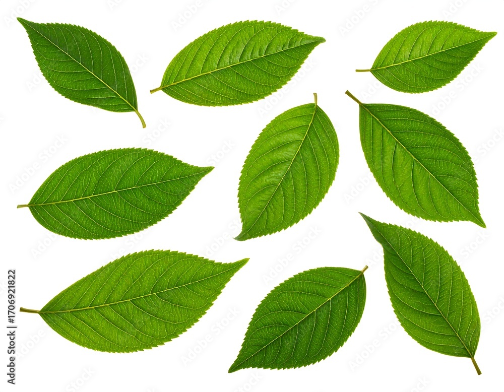 Naklejka premium Fresh green leaves arranged