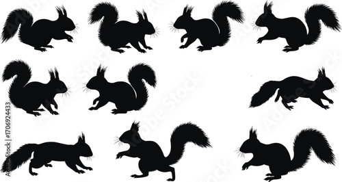 Squirrel silhouettes in various poses, running and standing, bushy tail, vector animal icons, nature wildlife, black isolated on white background