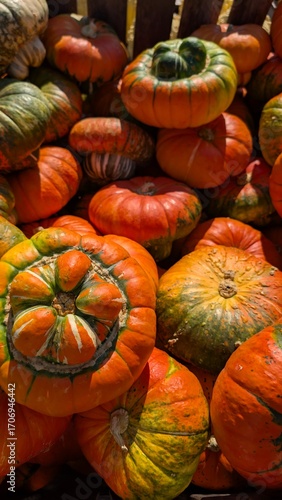 USA, Halloween, citrouilles de toutes les couleurs et formes