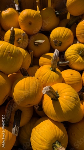 USA, Halloween, citrouilles de toutes les couleurs et formes