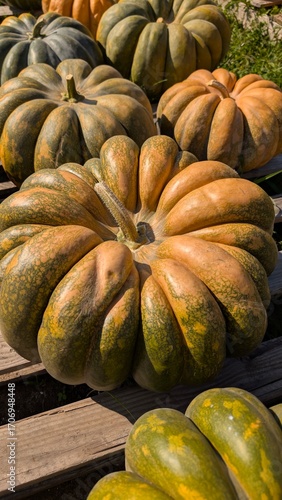 USA, Halloween, citrouilles de toutes les couleurs et formes