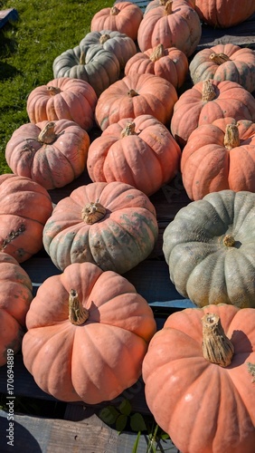 USA, Halloween, citrouilles de toutes les couleurs et formes