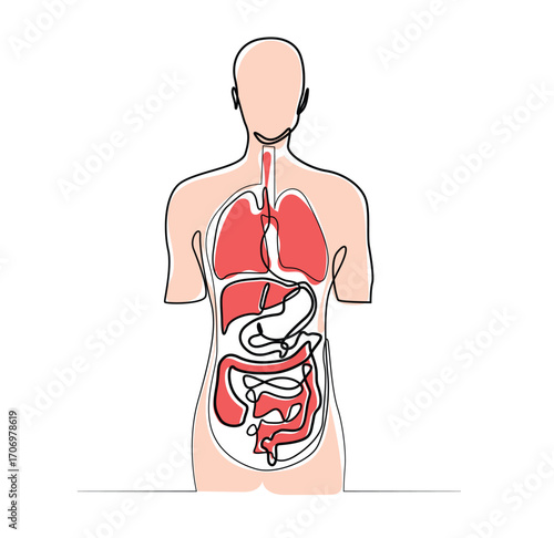 Human Anatomy Vector Illustration. One Line Drawing of Internal Organs.