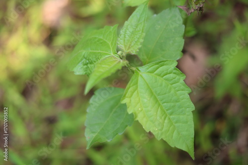 Wallpaper Mural Siam weed Torontodigital.ca