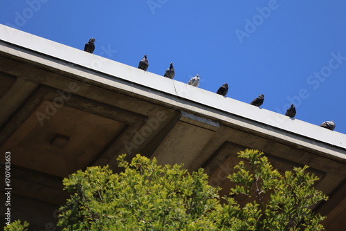 rock pigeons standing in a line on a roof