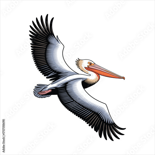 Majestic pelican soars through the sky with wings spread wide