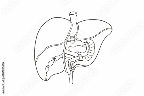 Human Liver and Digestive System Line Art Illustration