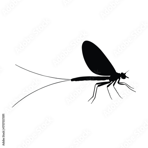 Silhouette of a mayfly insect with long tail filaments on a white background