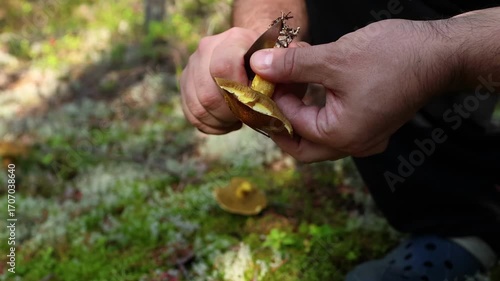 Male hands carefully picking up and cleaning edible bosom mushroom in woodland nature, autumn harvest season, wild food foraging and rustic outdoor lifestyle concept. Forest lifestyle.