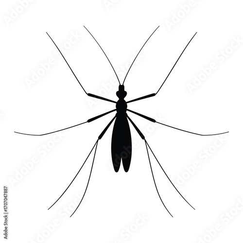 Detailed silhouette of a mosquito with long legs and antennae on white background