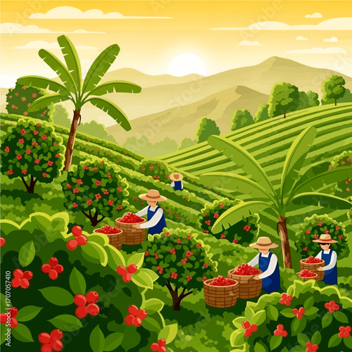 Morning harvest scene on a tropical coffee plantation with farmers collecting ripe cherries