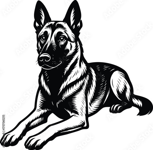 Belgian Malinois Guard dog lying down black and white detailed linework